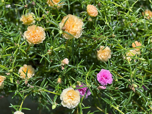 Portulaca oleracea flowers blooming in the garden..jpg