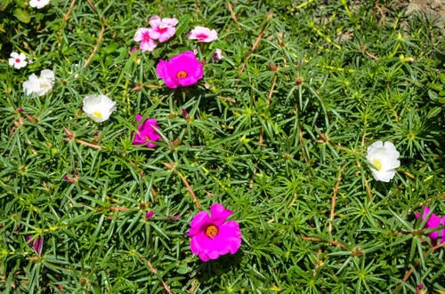 beautiful,beauty,blooming,blossom,bright,closeup,floral,flower,flower pots,garden,gardening,herb,mos.jpg