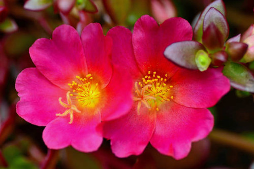 Two blooming Portulaca flowerheads, side by side. Selective focus..jpg