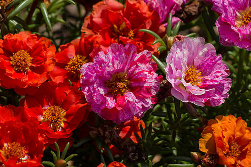 A beautiful flower bed of Moss Roses greets the day..jpg