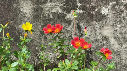 Portulaca umbraticola, also known as the wingpod purslane, is a perennial succulent in the genus of .jpg
