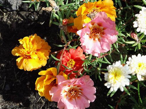 The photo shows a bed of purslane.jpg