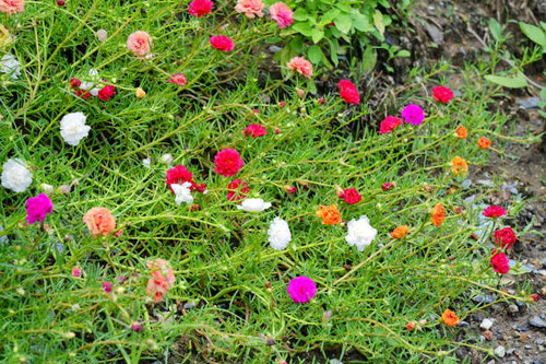 Portulace grandiflora blooming in the garden..jpg