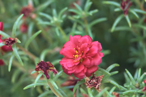 Red  portulaca in bloom seen up close.jpg