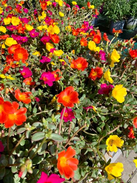 Colorful portulaca plants also known as moss rose in a plant nursery. Gardening concept..jpg