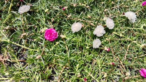 Purslane (Portulaca) is a genus of plants from the family Portulacaceae.jpg