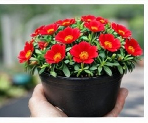 Bright Red Sun Rose Portulaca 7.jpg