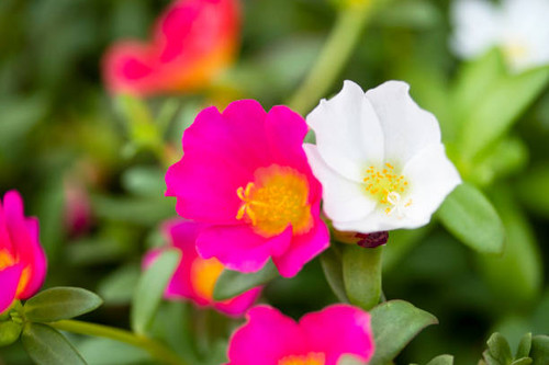 pretty Portulaca.jpg