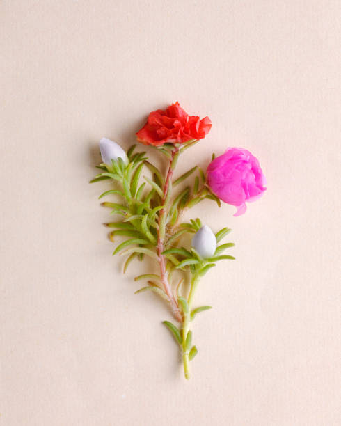 Pink,red and white purslane flowers on white background.jpg