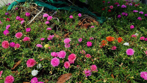Purple flowers with green leaves are named Portulaca grandiflora..jpg
