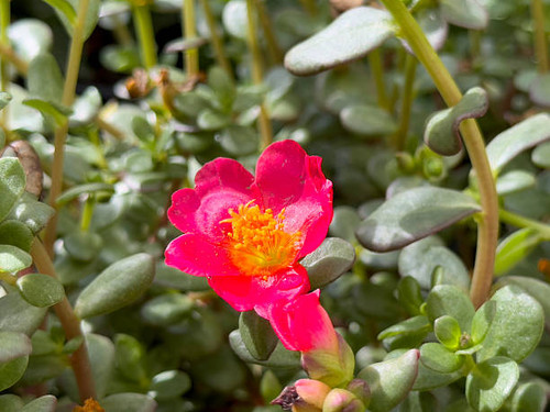 A view of a pink purslane flower, on display at the nursery..jpg