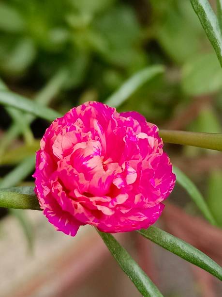 Selective focus of a bright pink coloured Moss rose purslane or Japanese rose flower in the garden.jpg