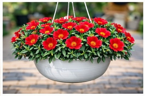 Bright Red Sun Rose Portulaca 13.jpg