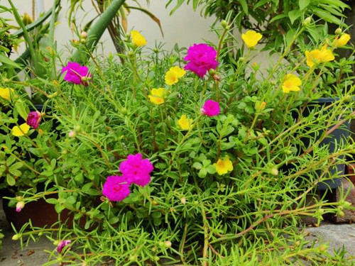 Pink Mose Roses. Bloomed Flowers at home. House plants. Home garden shot..jpg