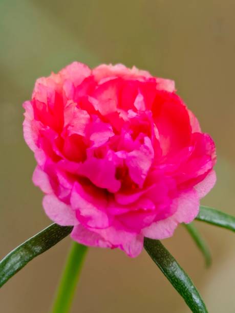 Selective focus of a pink colour Moss-rose purslane or Japanese rose flower in the garden with blurr.jpg