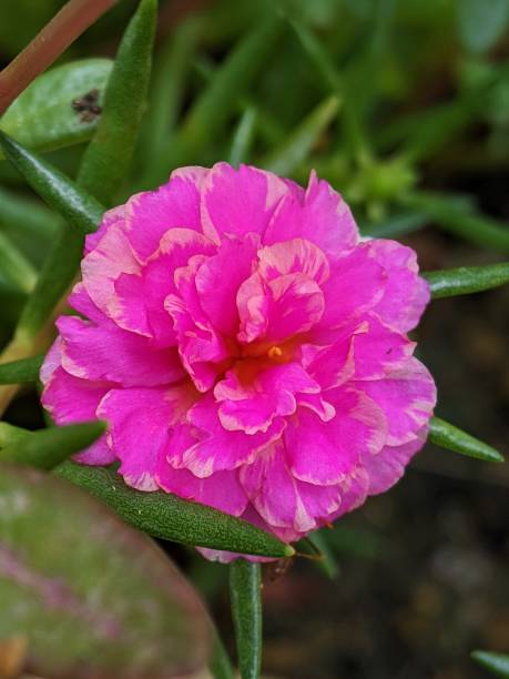 Selective focus of a Moss rose purslane or Japanese rose flower in the garden with blurry background.jpg