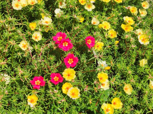 moss roses in bloom in the sunlight.jpg