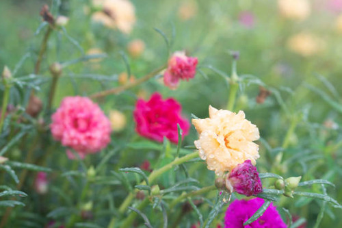 Selective focus of Portulaca flower yellow color with drop of water in garden..jpg