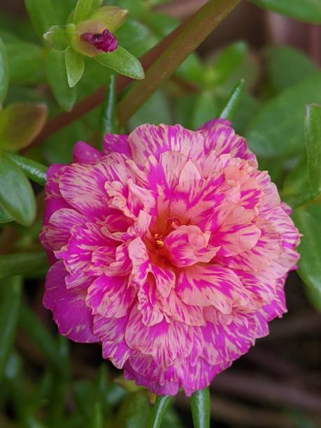Selective focus of a pink coloured Moss rose purslane or Japanese rose flower in the garden with blu.jpg