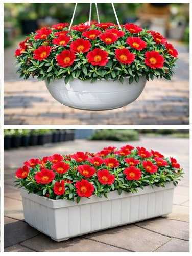 Bright Red Sun Rose Portulaca 12.jpg