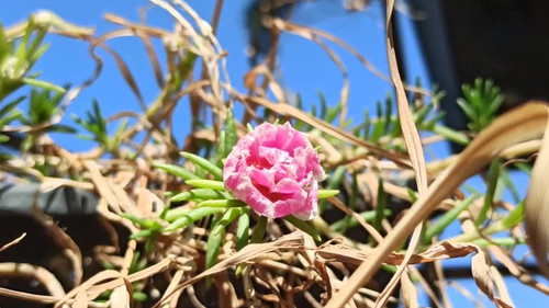 very beautiful flower in the garden.jpg