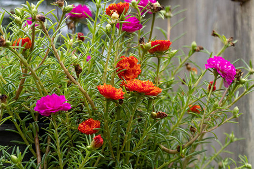 A stunning display of colorful flowers thriving in a garden setting showcasing nature's beauty..jpg