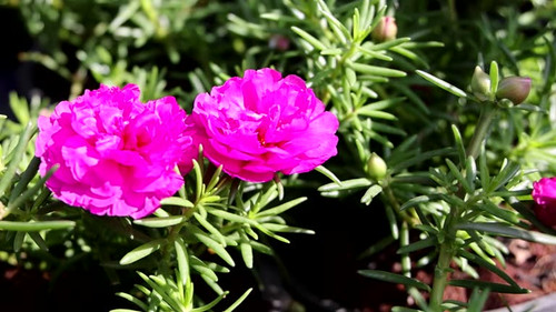 Close-up time-lapse of vivid pink Portulaca flowers blooming under bright sunlight, showcasing their.jpg