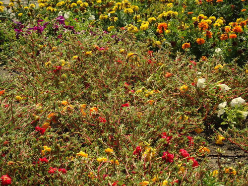 Sunlit, colorful, diverse mixture of yellow, red, orange, purple, white flowers..jpg