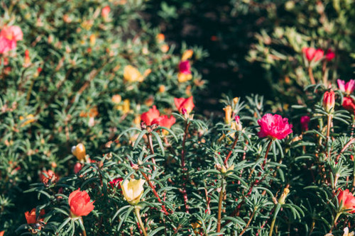 vibrant colors of well-maintained garden, beauty of nature's palette. Ideal for promoting gardening .jpg