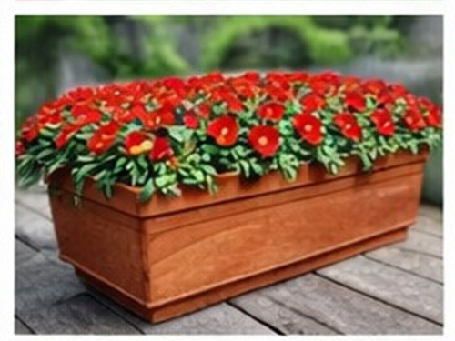 Bright Red Sun Rose Portulaca 19.jpg