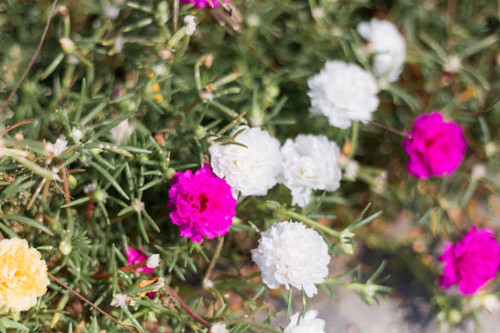 White and purple flower..jpg