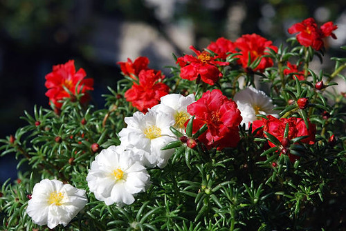 White and red double portulaca grandiflora.jpg