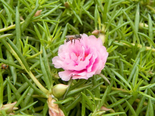 A photo of pink - magenta Moss-rose or Purslane flowers ( Portulaca grandiflora ) and green leaves, .jpg
