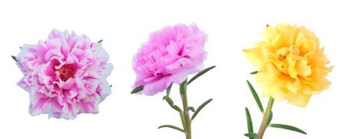 Beautiful Flower, Three Fresh Purslane, Moss Rose, Ten O'Clock, Sun Rose or Portulaca Grandiflora Fl.jpg