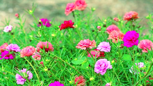 Purslane, Rose mose, Sun plant pink and magenta flower blooming in the garden.jpg
