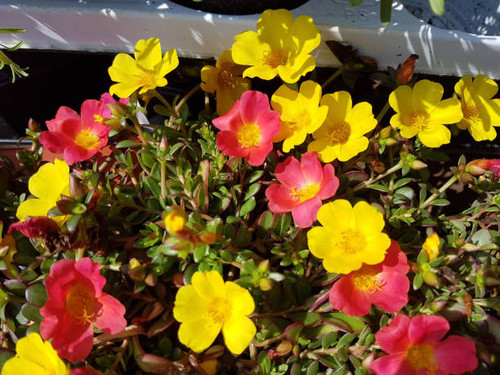 purslane; Portulaca, oleracea.jpg