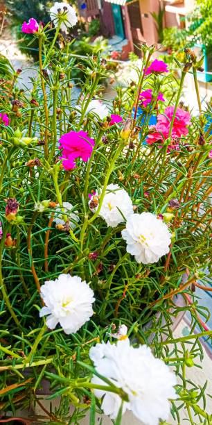 Purslane Flowers with Soft blur background.jpg
