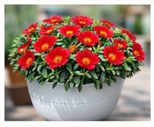 Bright Red Sun Rose Portulaca 8.jpg