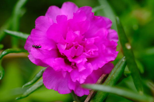 Purslane is a genus of plants from the Portulacaceae family. There are around 40-100 species found i.jpg