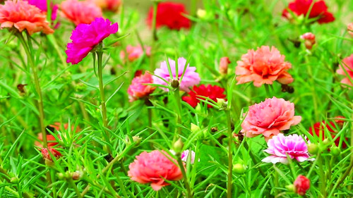 Purslane, Rose mose, Sun plant pink rose magenta flower blooming in the garden.jpg