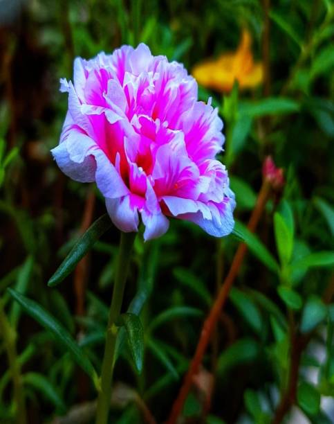 every day at 09.00 am this flower blooms very beautiful to see it, used for flower bouquet, as wall .jpg