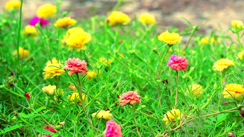 Purslane, Rose mose, Sun plant pink rose yellow flower blooming in the garden.jpg