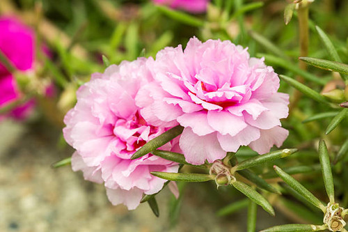 Pretty little flowers that is known in many names as Common Purslane, Verdolaga, Pigweed, Little Hog.jpg