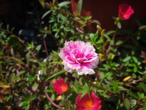 This flower has several other nicknames. Some call it bombay silk flower, centipede flower, nine o'c.jpg