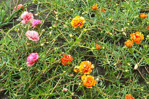 Pusley flower in garden (Portulaca oleracea).jpg