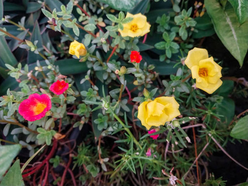 Red and Yellow flowers in the garden.jpg