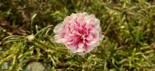Portulaca Grandiflora or Moss Rose is a Portulacaceae family flowering plant. It;s also known Rose M.jpg