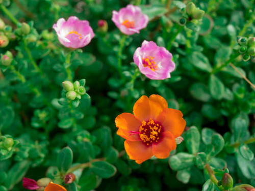 a beatyful Pusley flowers on soft focus.jpg