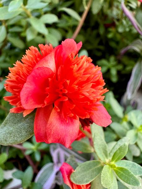 close-up of a red summer flower in a garden on a sunny summer day.jpg