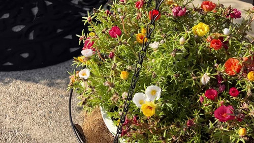 Spin around a hanging flower pot with colorful mini roses..jpg